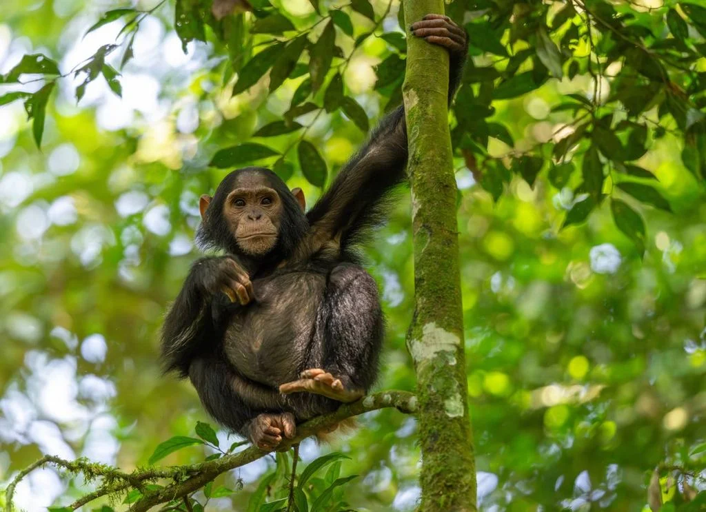 Cuando los Chimpancés Cambian de Opinión: Un Espejo de Nuestra Propia Mente