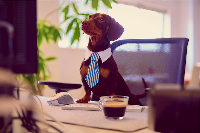 Mascotas con trabajo: la nueva era de perros y gatos que “colaboran” en coworkings