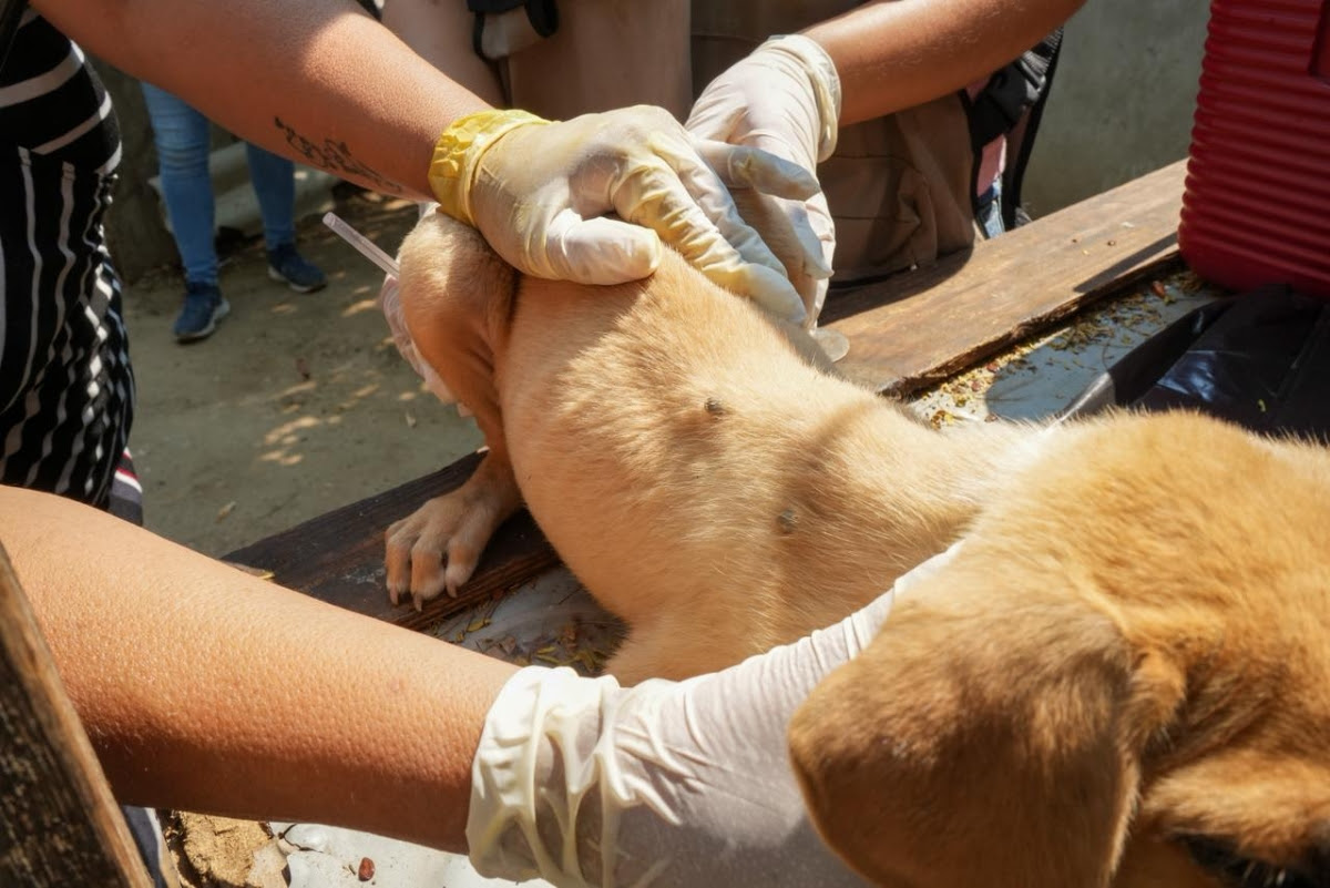 Secretaría de Salud de Sonora combate brotes de rickettsia en comunidades vulnerables
