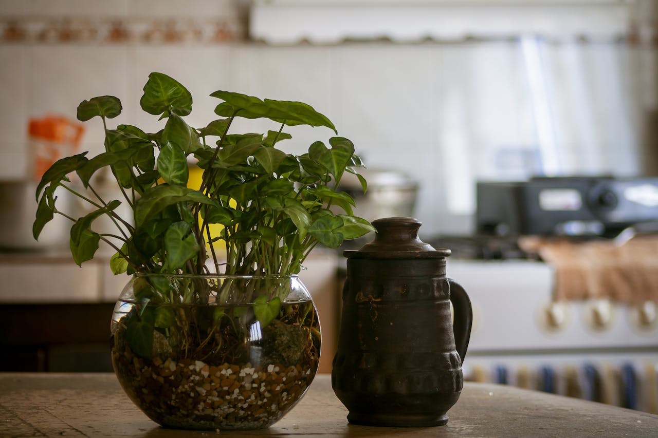¿El agua de arroz ayuda a las plantas? Cómo aprovecharla sin dañar sus raíces