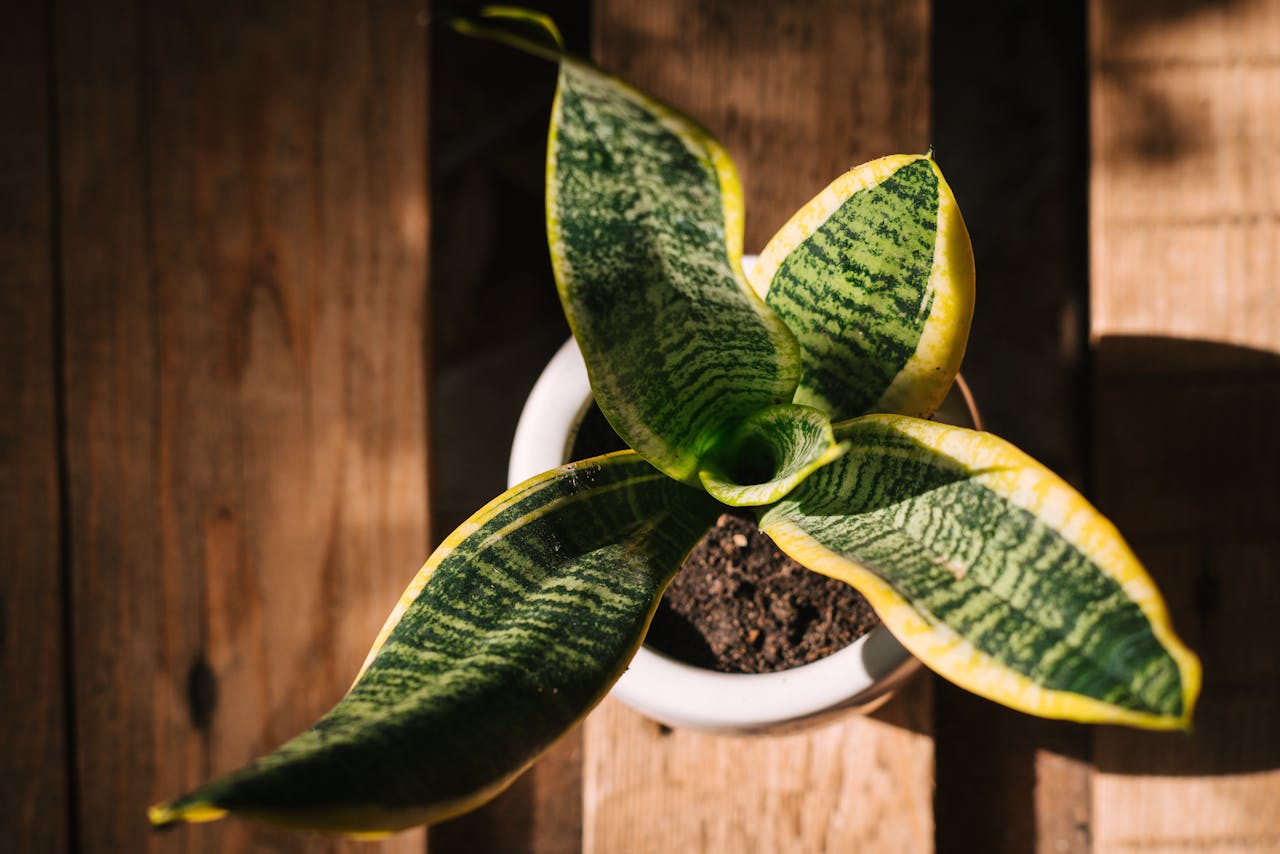 Sansevieria o lengua de suegra: la planta resistente que debes regar con moderación